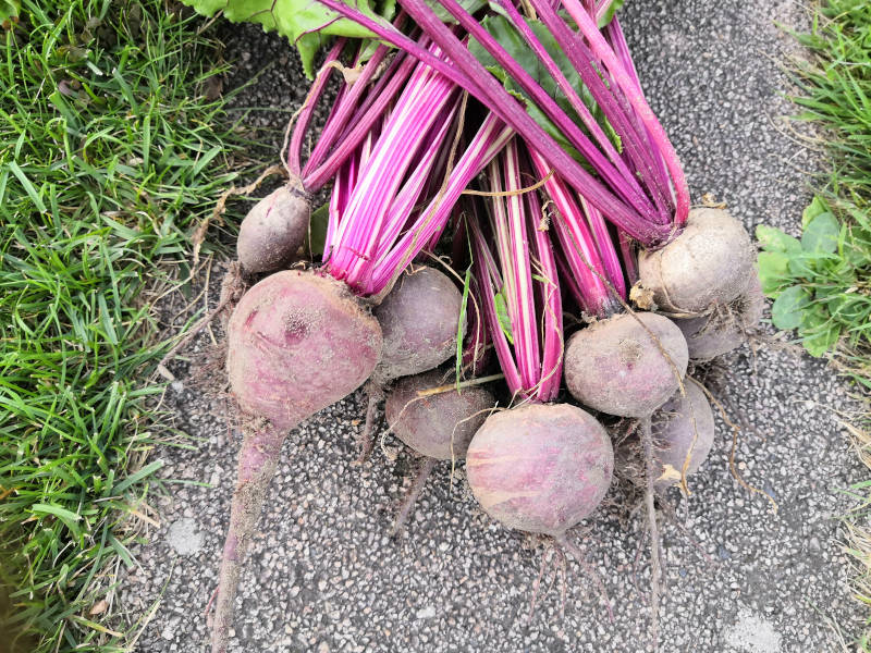 Rote Bete