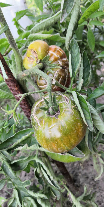 Fleischtomaten mit Rissen