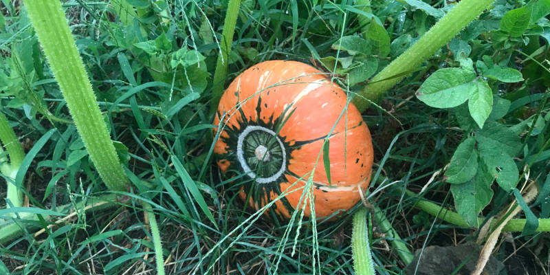 Größter Kürbis