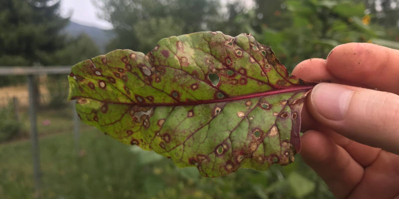 Rote Beete Blatt mit braunen Löchern