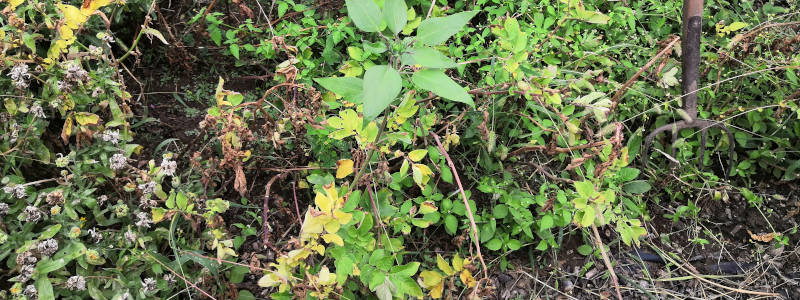 Trockenes Kartoffelbeet