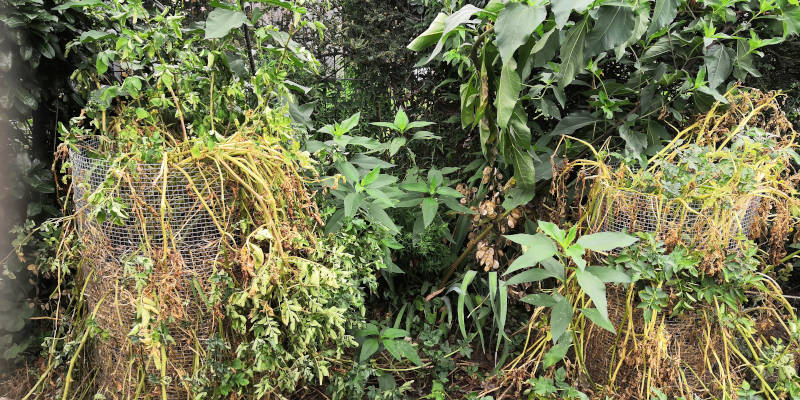 Fertige Kartoffeltürme unerreichbar