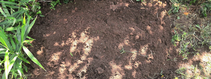 Schattiges Kartoffelbeet nach der Ernte