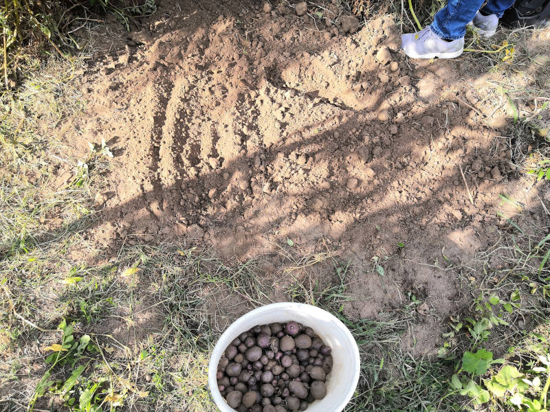 Kartoffelbeet nach der Ernte