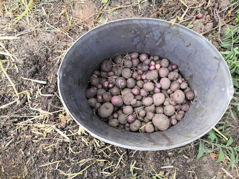 Ernte Odenwälder Blaue Turm