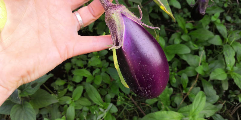Aubergine
