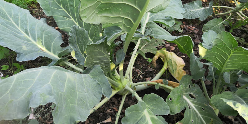 Kohlrabi