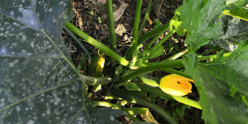Zucchini