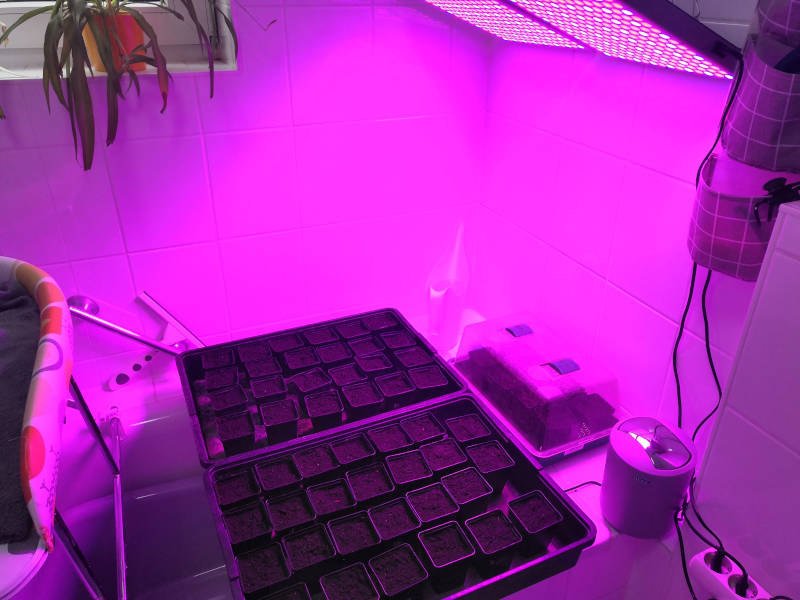 Anzuchtaufbau mit Licht