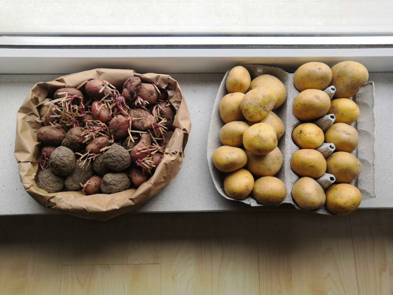 Kartoffeln zum Vorkeimen