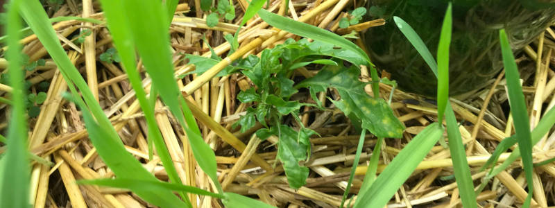 Angefressene Habanero