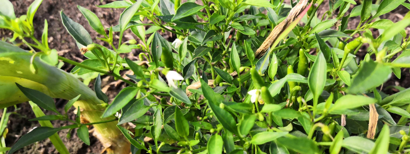 Kleine grüne Birds Eye