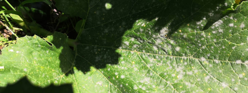 Zucchini mit Mehltaubefall