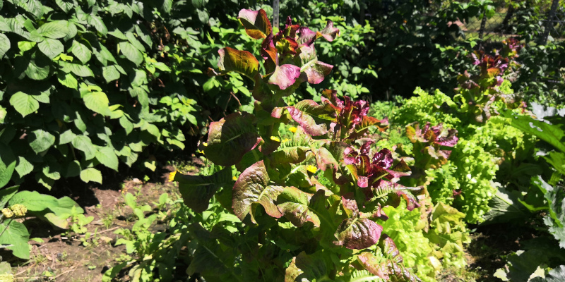 Geschossener Pflücksalat
