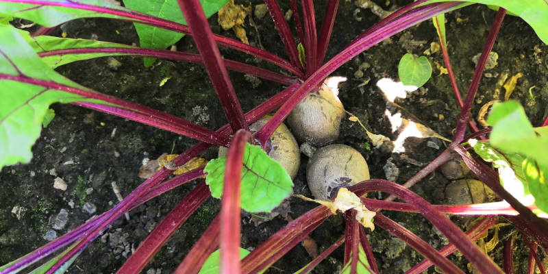 Rote Bete im Beet