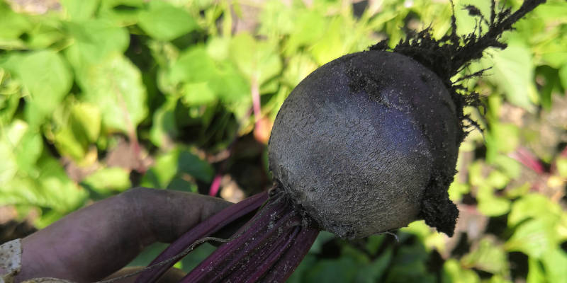 Rote Bete Knolle
