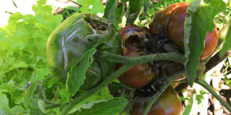 Angefressende Tomaten