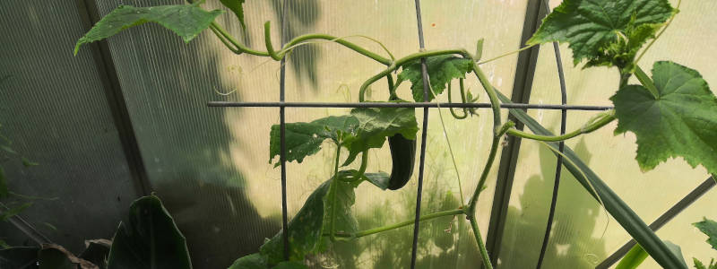 Gurke mit Mehltaubefall