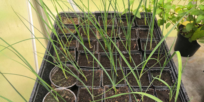 Lauch fertig zum auspflanzen