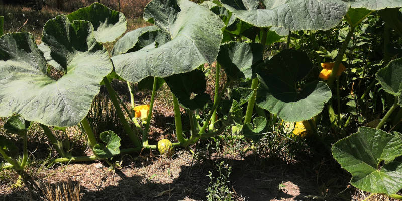 Der Kürbis wächst