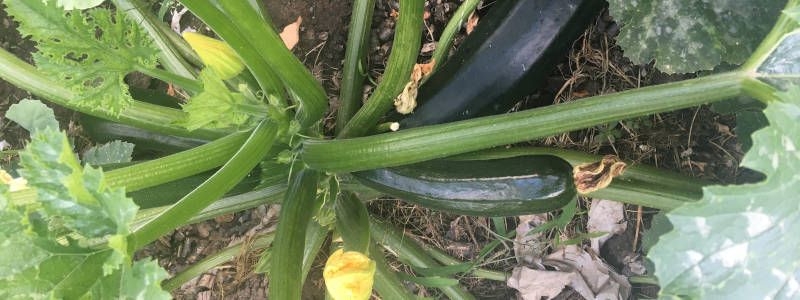 Zucchiniernte