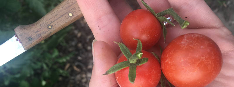 Erste reife Strauchtomaten