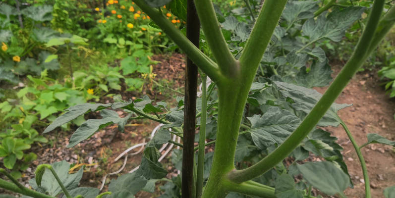 Tomatenwuchs mit Geiztrieb