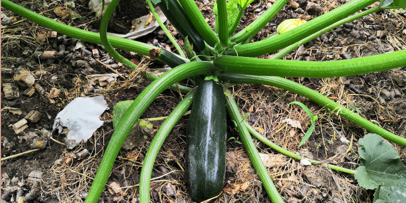 Zucchini