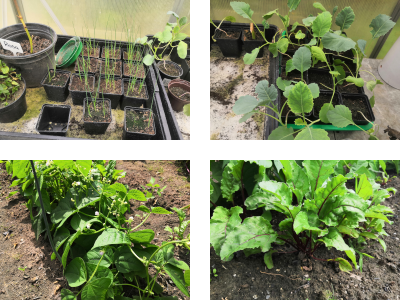 Lauch+Kohlrabi+Bohnen+Bete