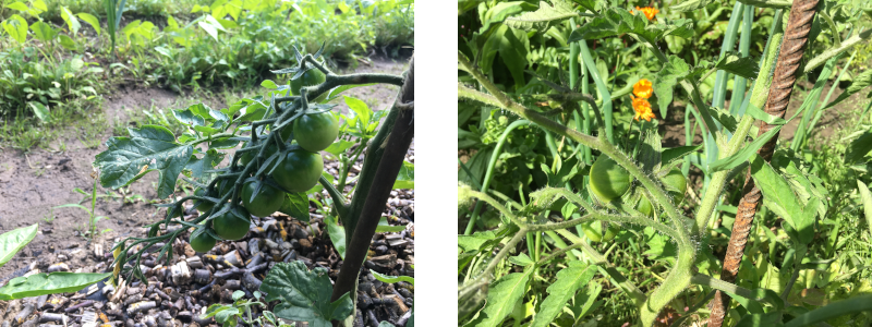 Rispentomate vs. Fleischtomate