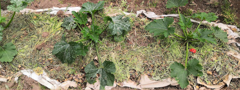 Zucchinibeet gemulcht