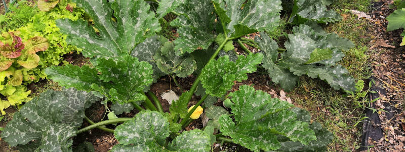 Riesige Monsterzucchinipflanzen