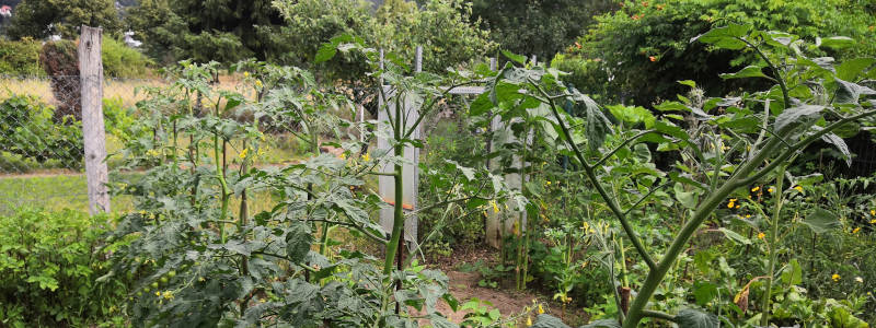 Tomaten an Stäben gezogen