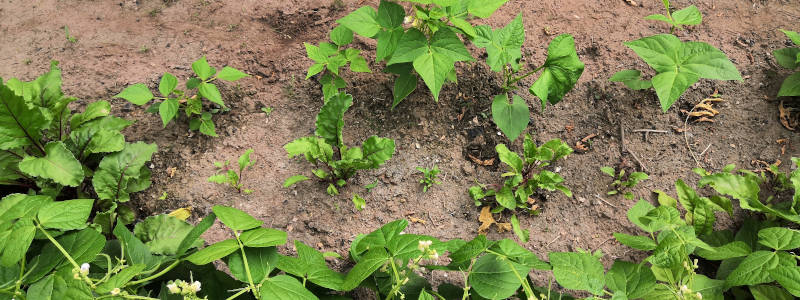 Buschbohnenbeet mit Lücken