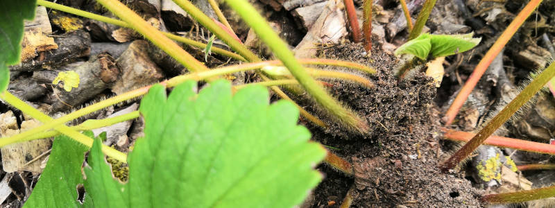 Erdbeer-/Ameisensymbiose