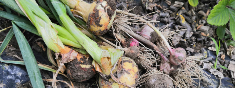 Zwiebel- und Knoblauchernte