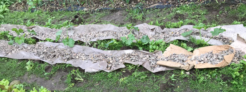 Beet gehackt und schlecht gemulcht